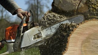 Person cutting through a tree stump, showing how to remove stump with a chainsaw.
