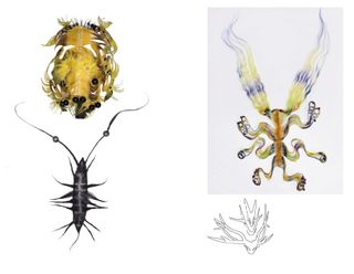 wigs inspired by bugs designed by Tomihiro Kono