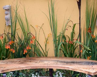 curved timber bench in front of a yellow painted garden wall