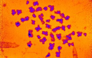 The spread of 46 human chromosomes, with added color.