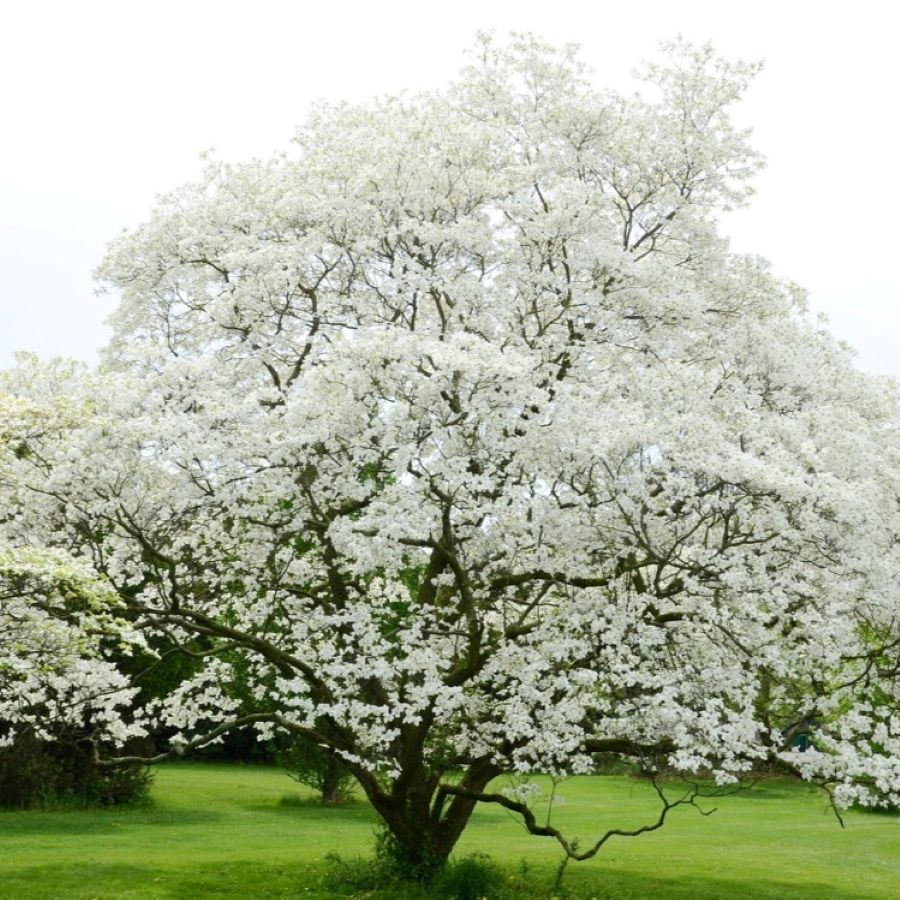 5 lowmaintenance tree ideas for your front yard Livingetc