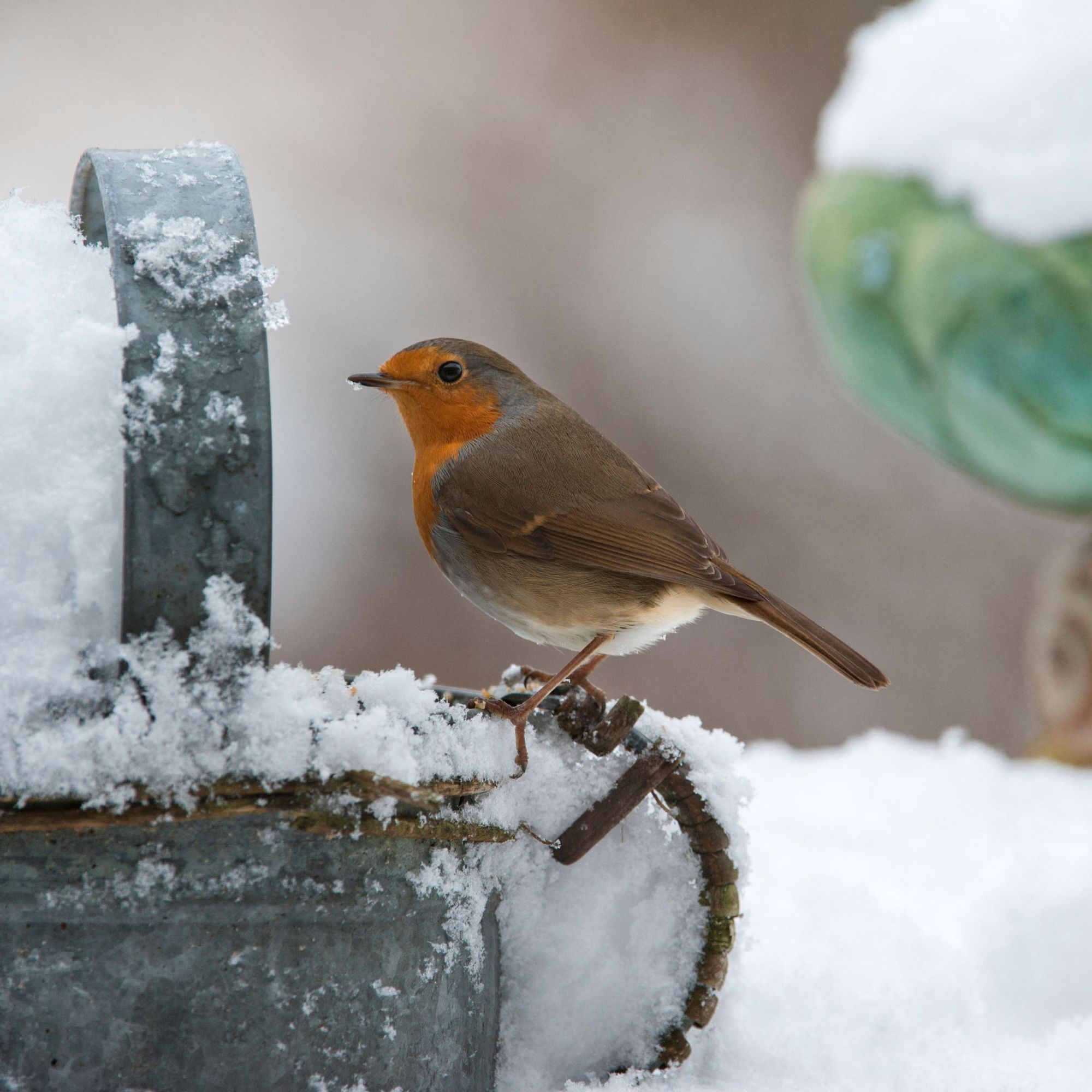 winter garden robin with snow