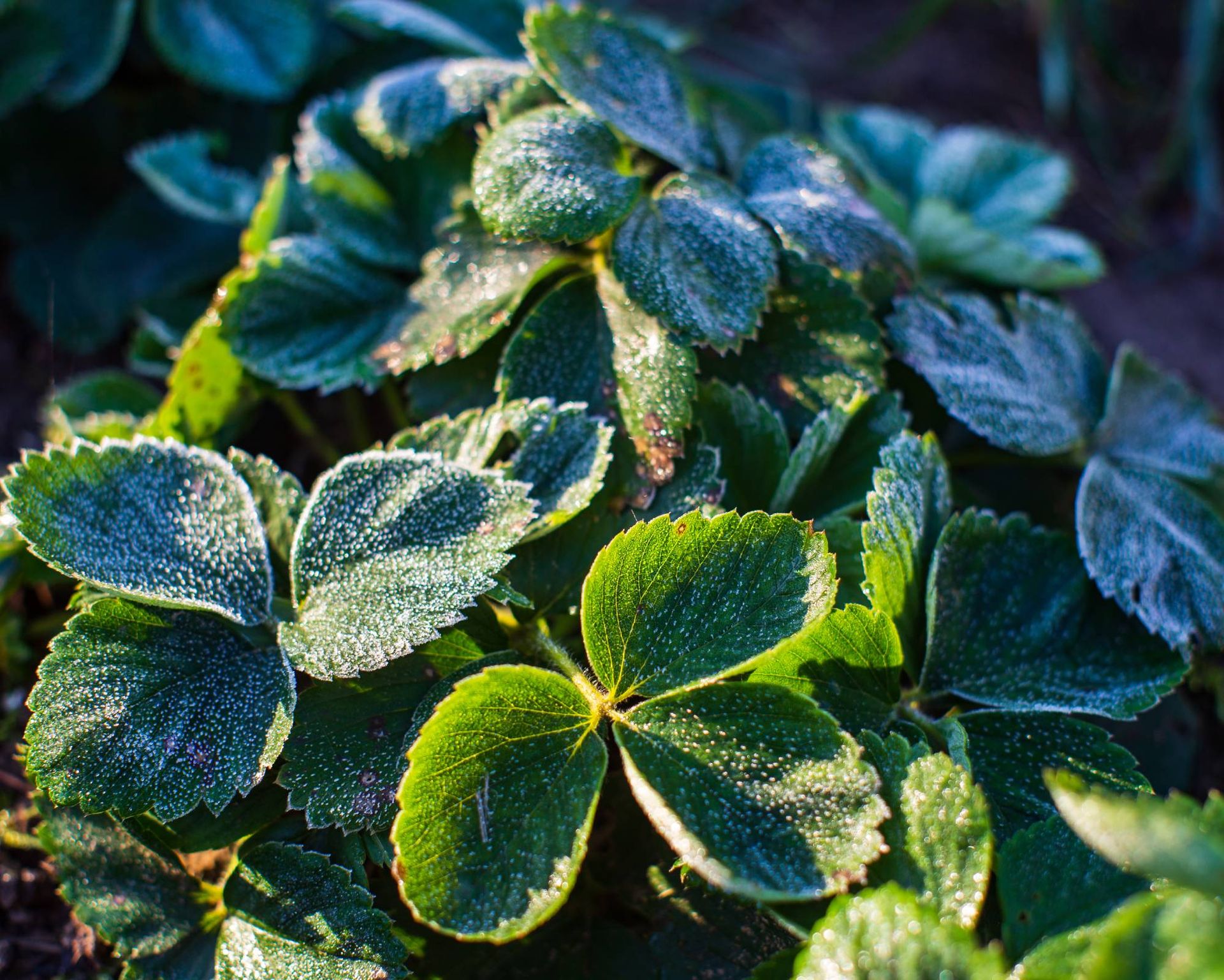 Strawberry plant with frost