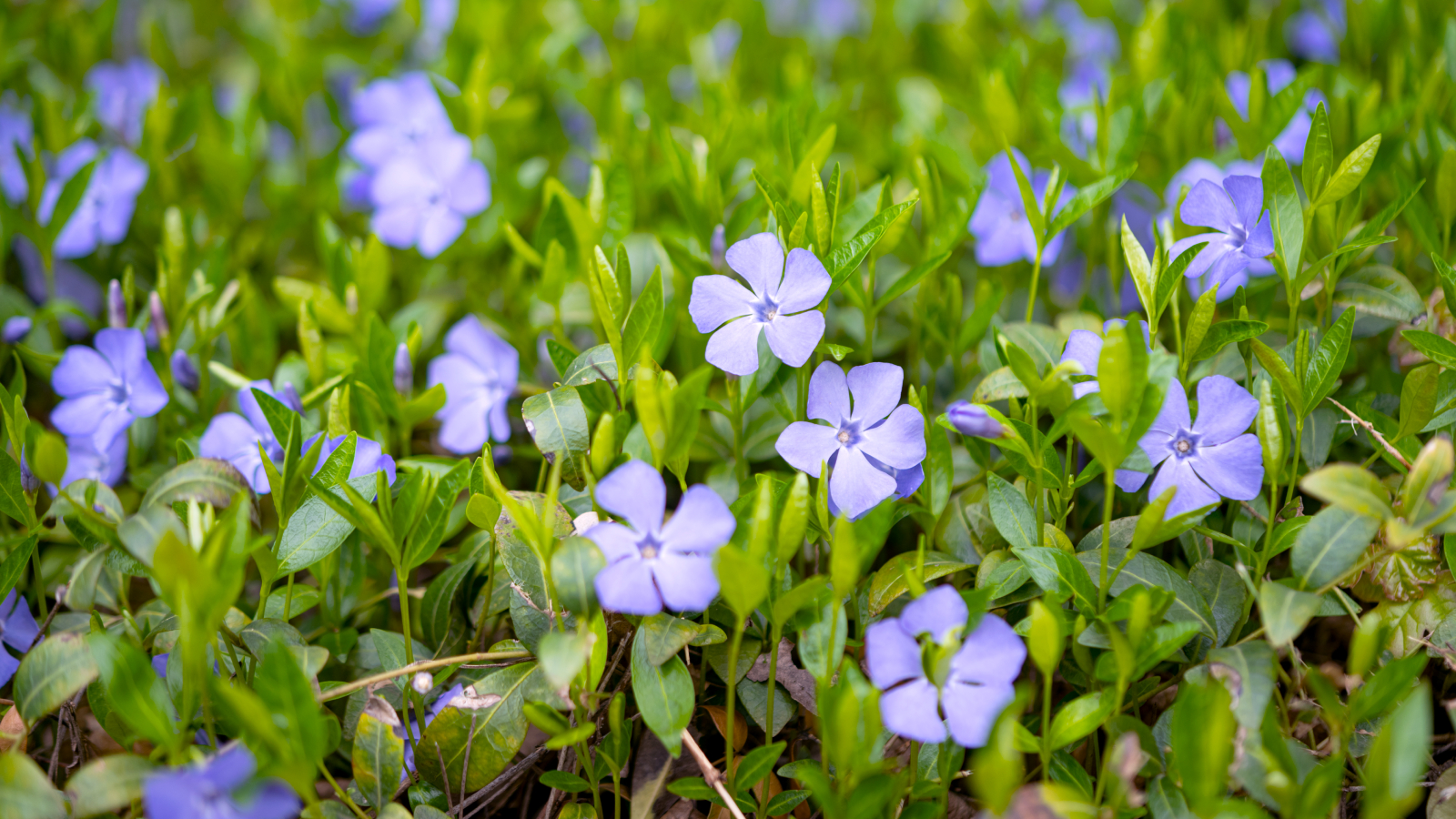 Periwinkle ground cover