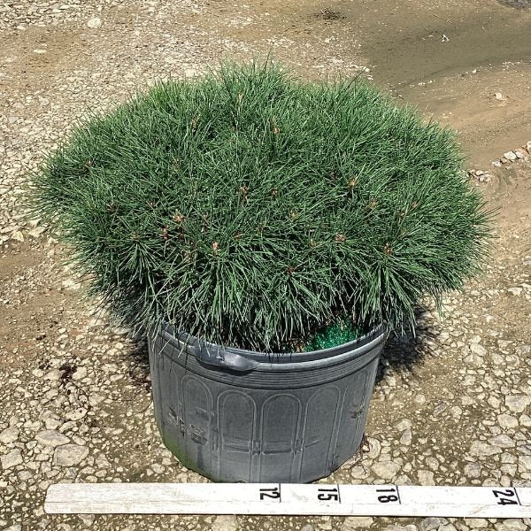 Enci Mugo Pine - #1 Container