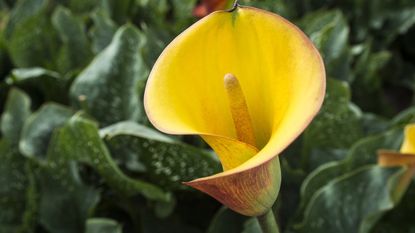 A yellow calla lily