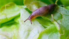 slug on a plant leaf to support tips of how to get rid of slugs naturally