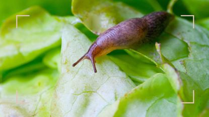 slug on a plant leaf to support tips of how to get rid of slugs naturally