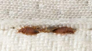 Image shows bed bugs nestled inside folds on a mattress