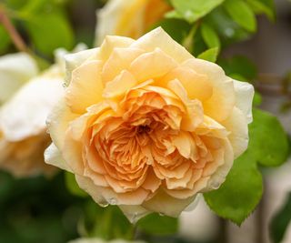 best climbing roses Bathsheba flowering against garden fence