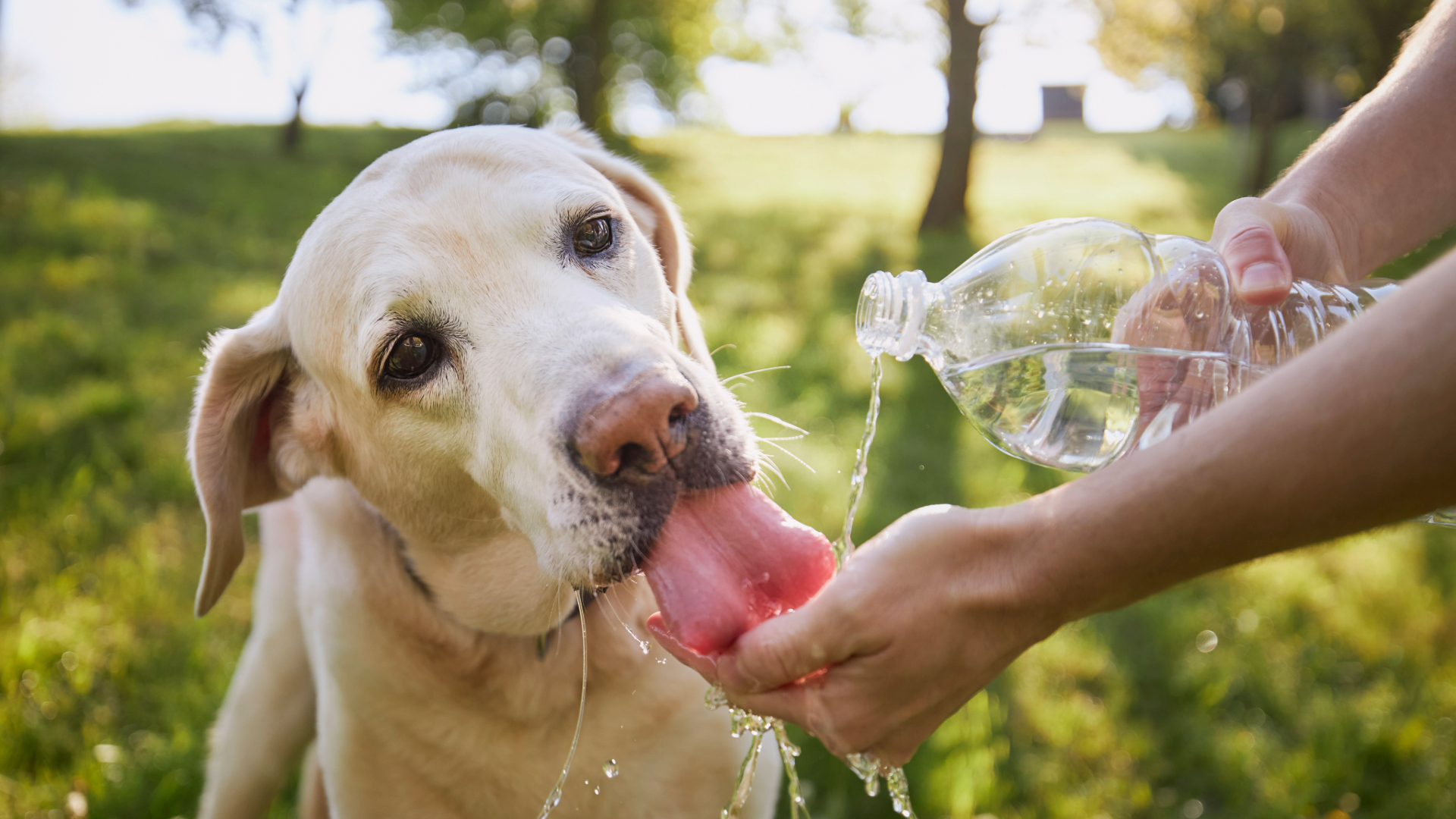 Dog drinking water from a person's hand with a water bottle and field in background