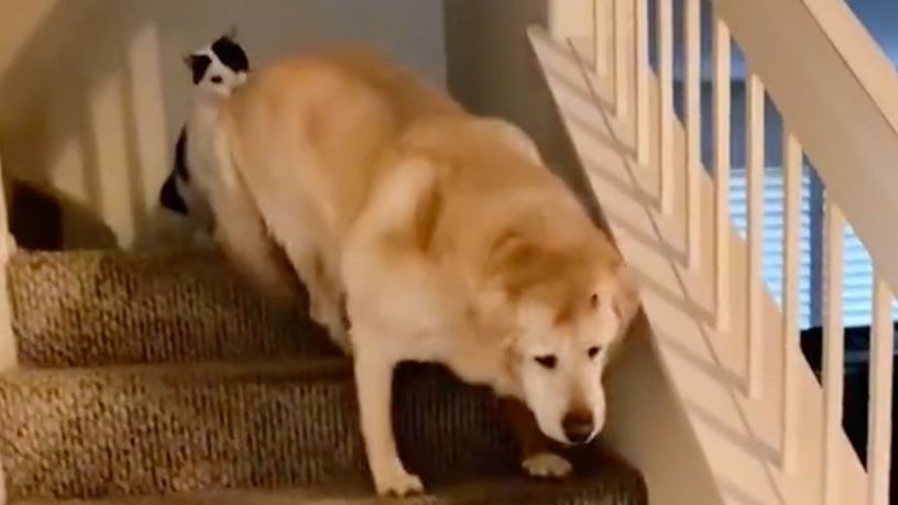 Cat pushes dog down stairs