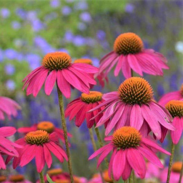 Powwow&amp;reg; Wild Berry Coneflower