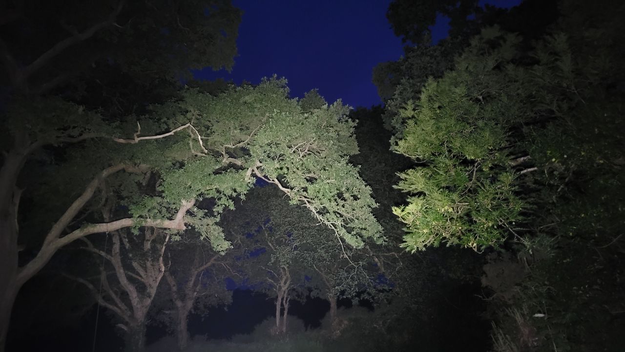 Trees with and without using the OLIGHT Perun 2 torch