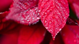 A poinsettia with water droplets on its bracts