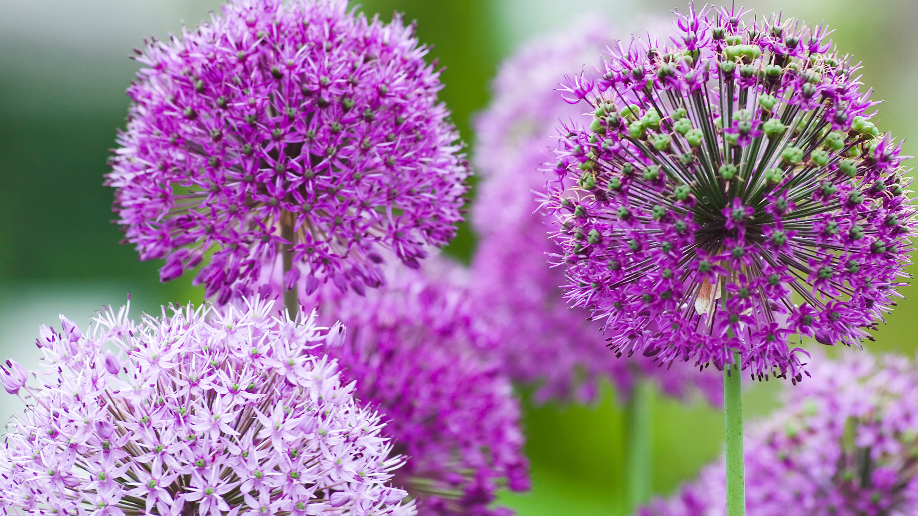 Allium flowers in extreme close up against a soft green background