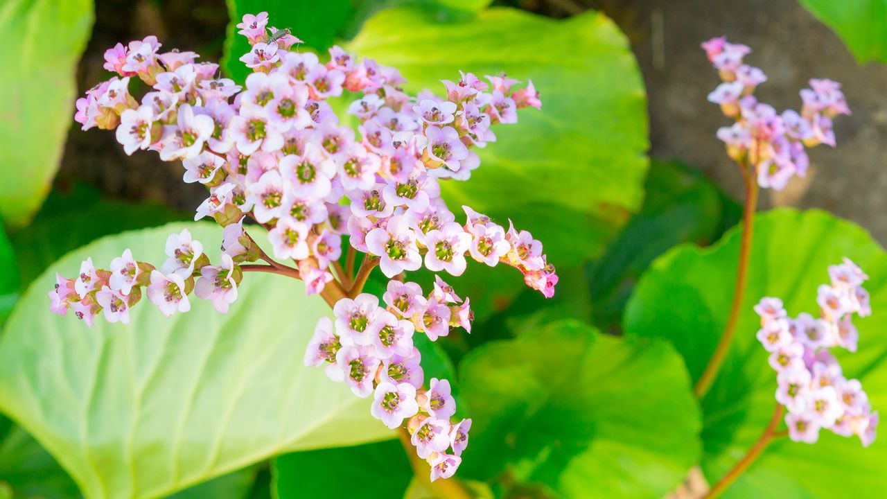 pink bergenia flowering in spring display