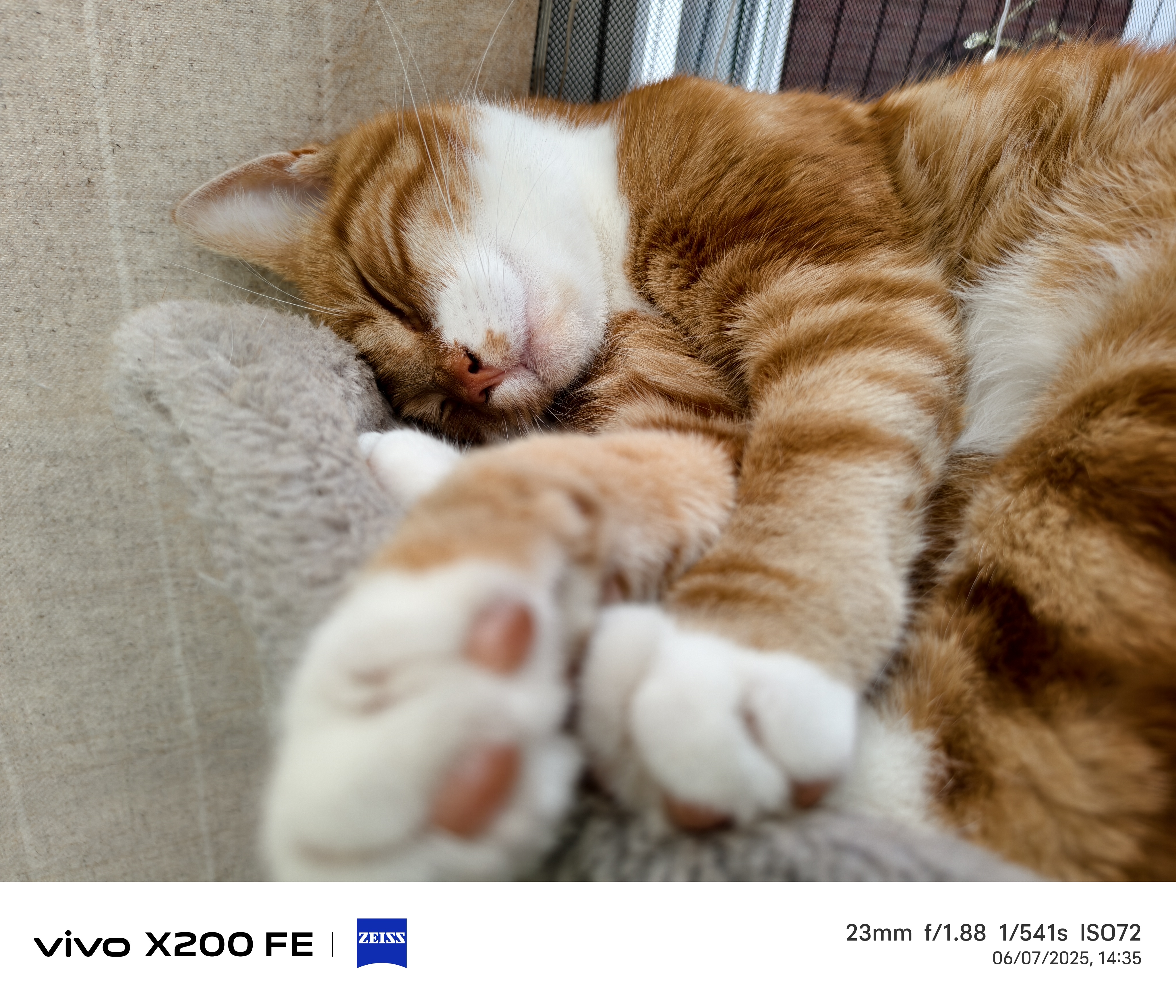 close-up of a cat asleep