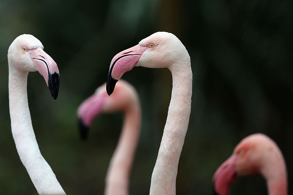 Flamingoes.