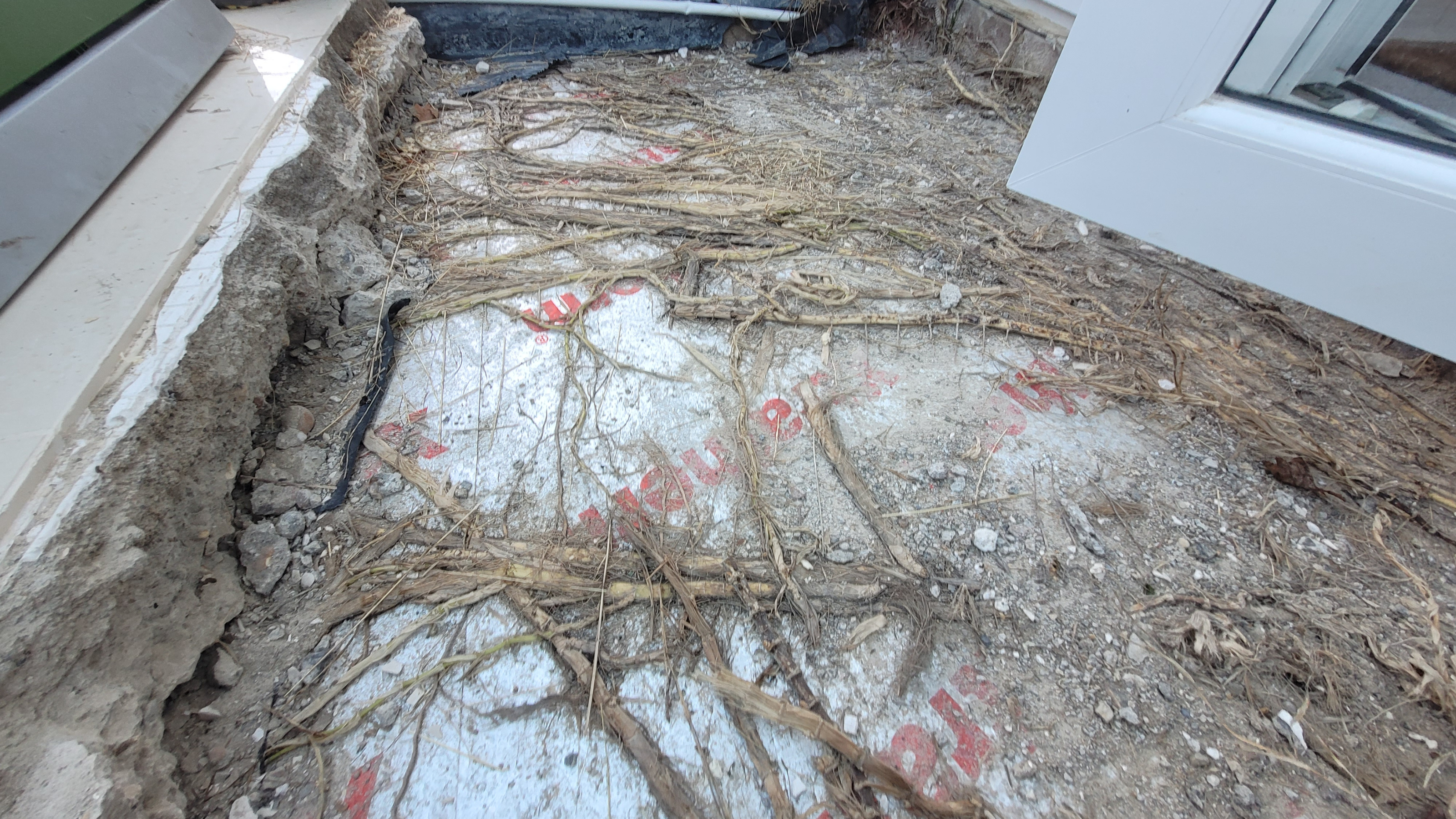 The bamboo roots that had spread under the conservatory.