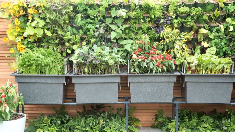vertical garden ideas at the Chelsea Flower Show 2021