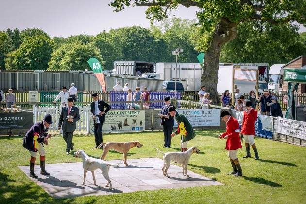 South of England Hound Show June 2015