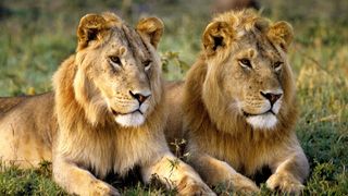 Two young lions (Panthera leo) in the Masai Mara National Park in Kenya.