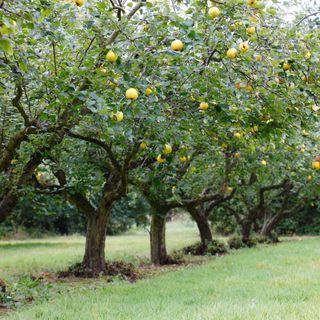 garden with ripe yellow fruit trees and grass