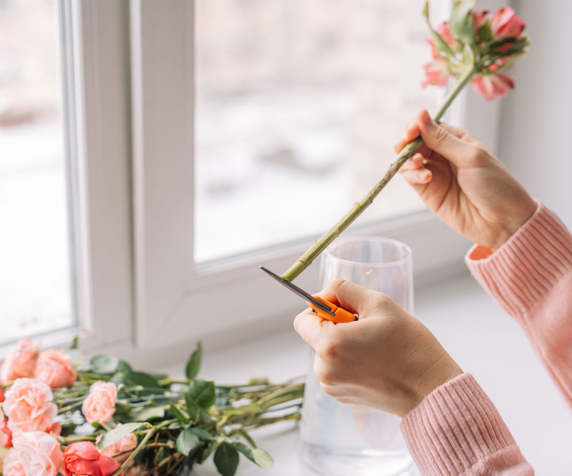 trimming rose stem at one end with scissors
