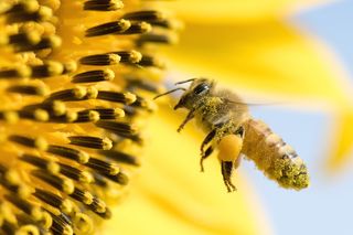 honeybee, bee