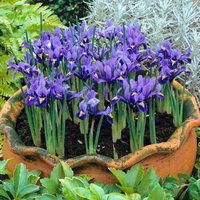 Iris reticulata 'Harmony' at Suttons