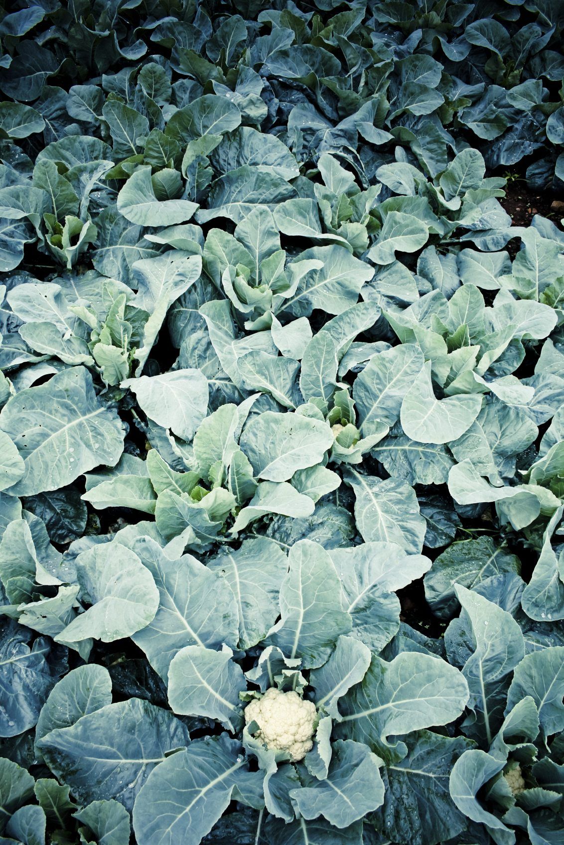 Headless Cauliflower Plant