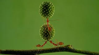 Three ants balance two textured green seeds on a branch against a solid green background