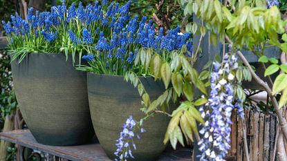 spring planters with Blue Magic muscari 