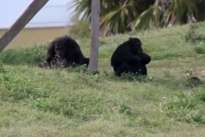A New York judge will consider if two chimps are "legal persons"