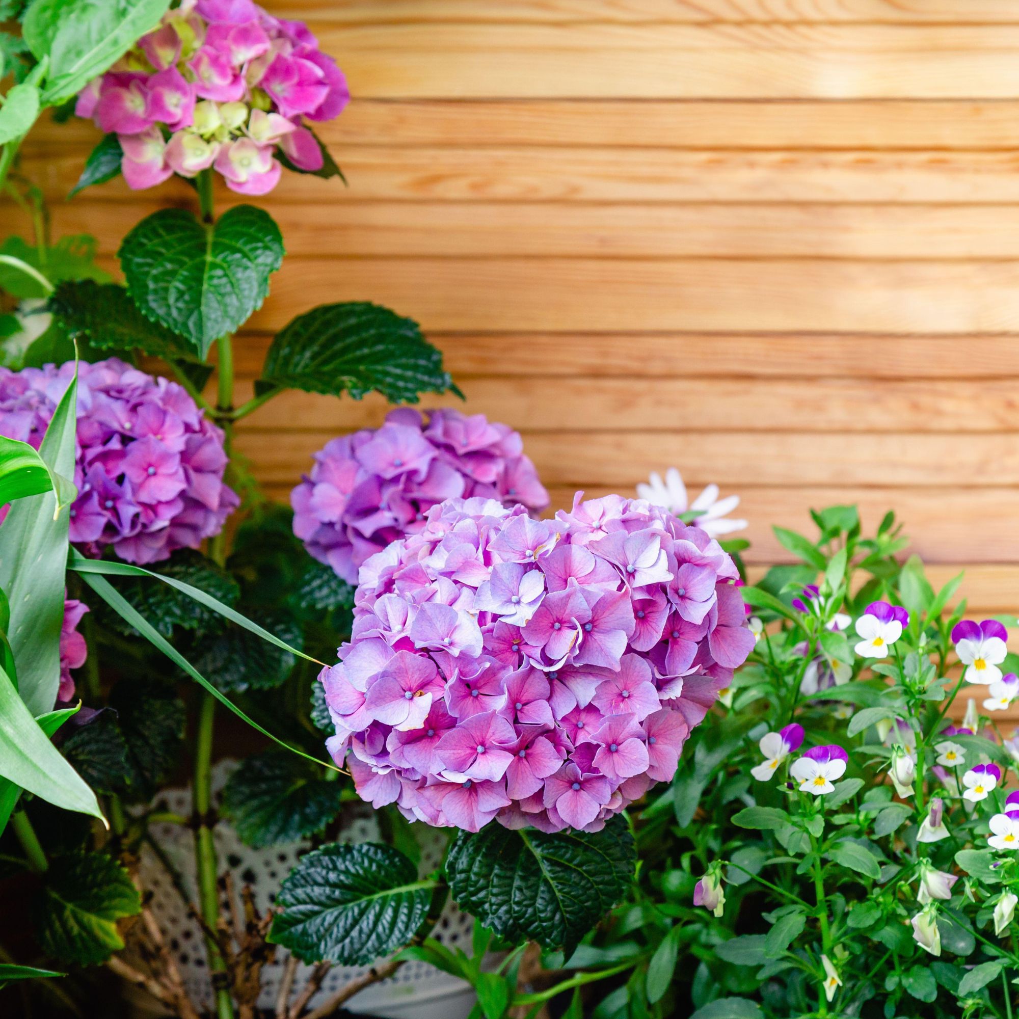 hydrangeas and pansies
