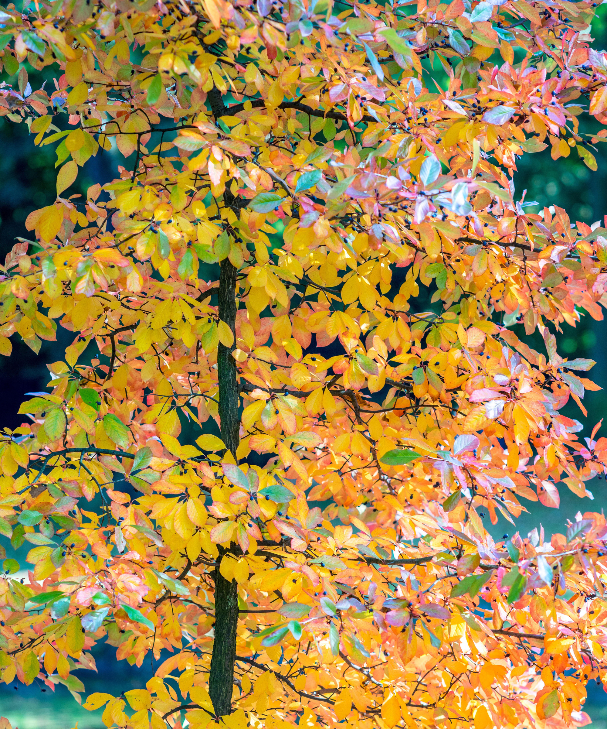 close up of a Back tupelo tree with yellow leaves in fall