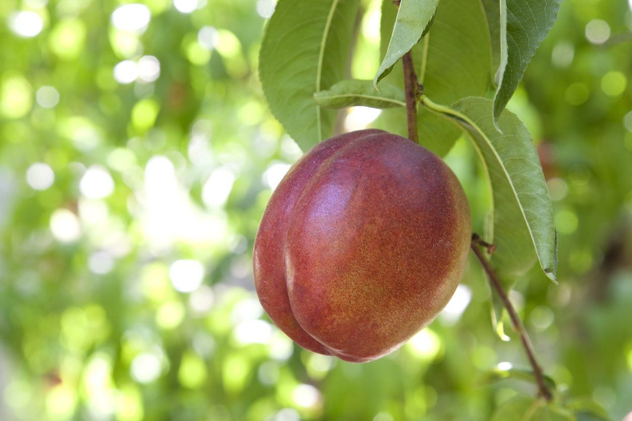 Nectarine Tree