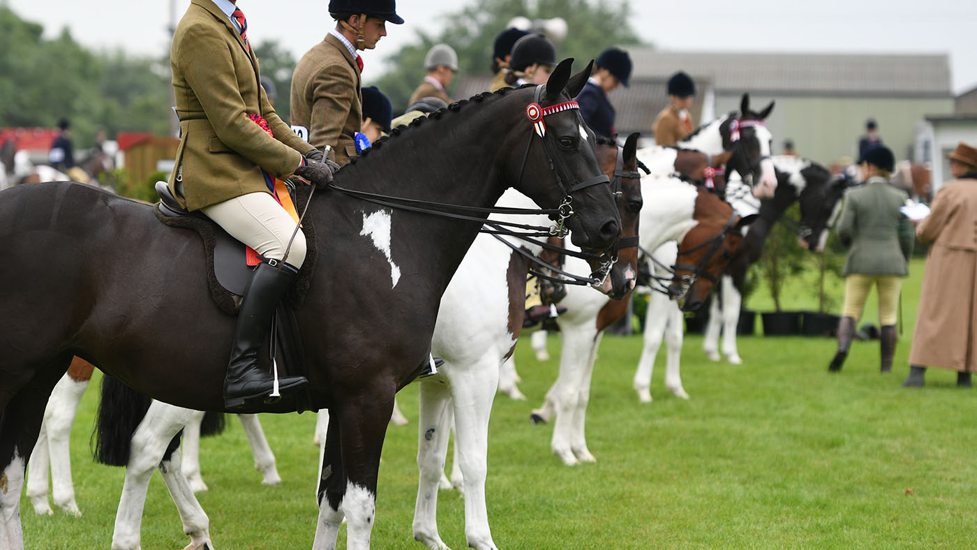Coloured horse line-up at Great Yorkshire Show