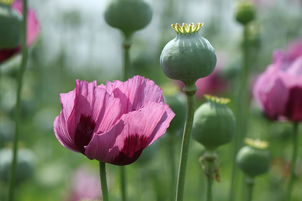 heroin opium poppies