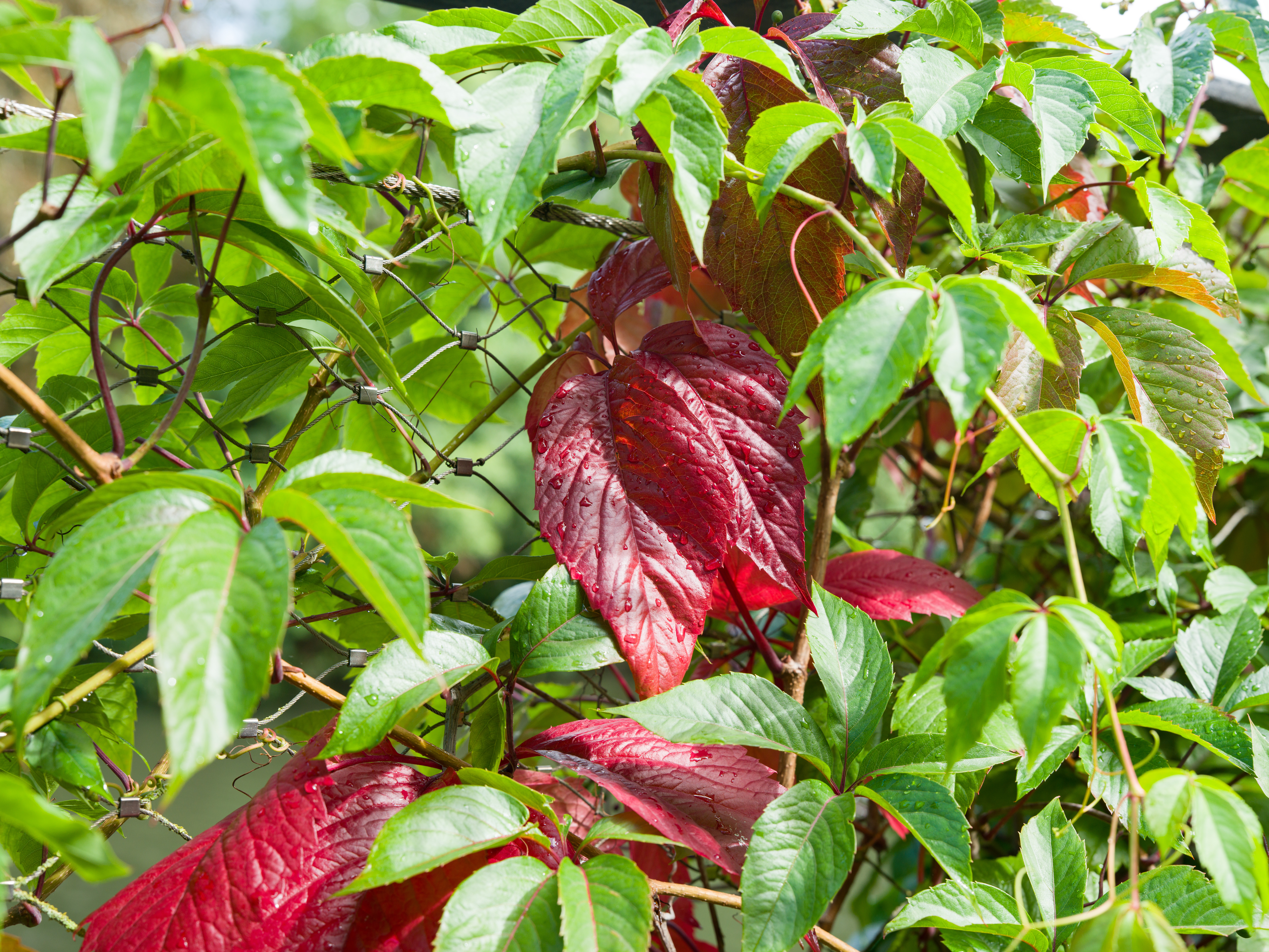 An image of red and green leaves taken on the Hasselblad X2D II 100C