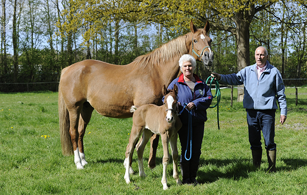 Maartje &amp;amp; Joop Hanse with Lelegro and Maifleur. Lelegro is the full brother of Valegro (Negro x Gershwin)