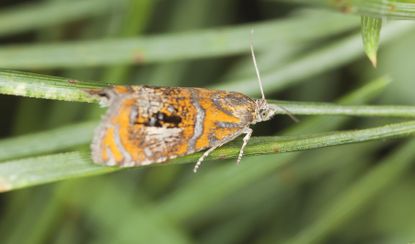 tortrix moth