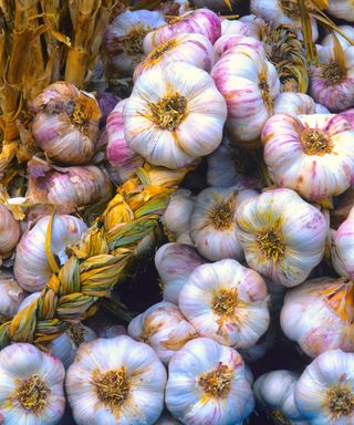 garlic Germidour freshly harvested bulbs