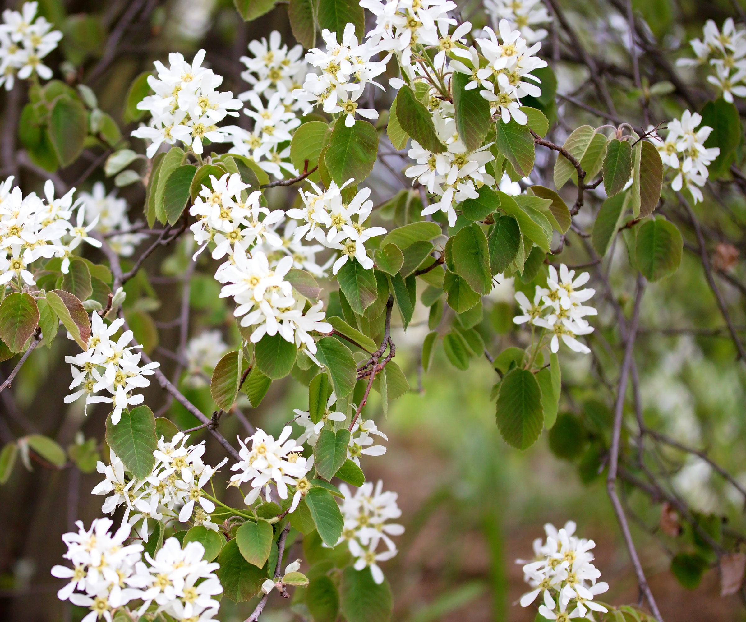 white serviceberry flowers on tree