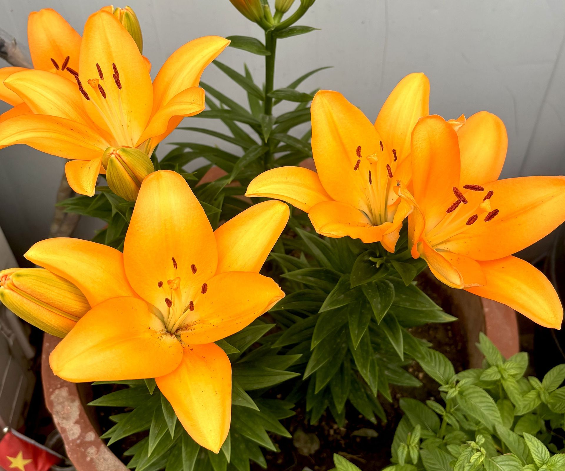 orange summer lilies in large container