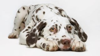 Dalmatian pup