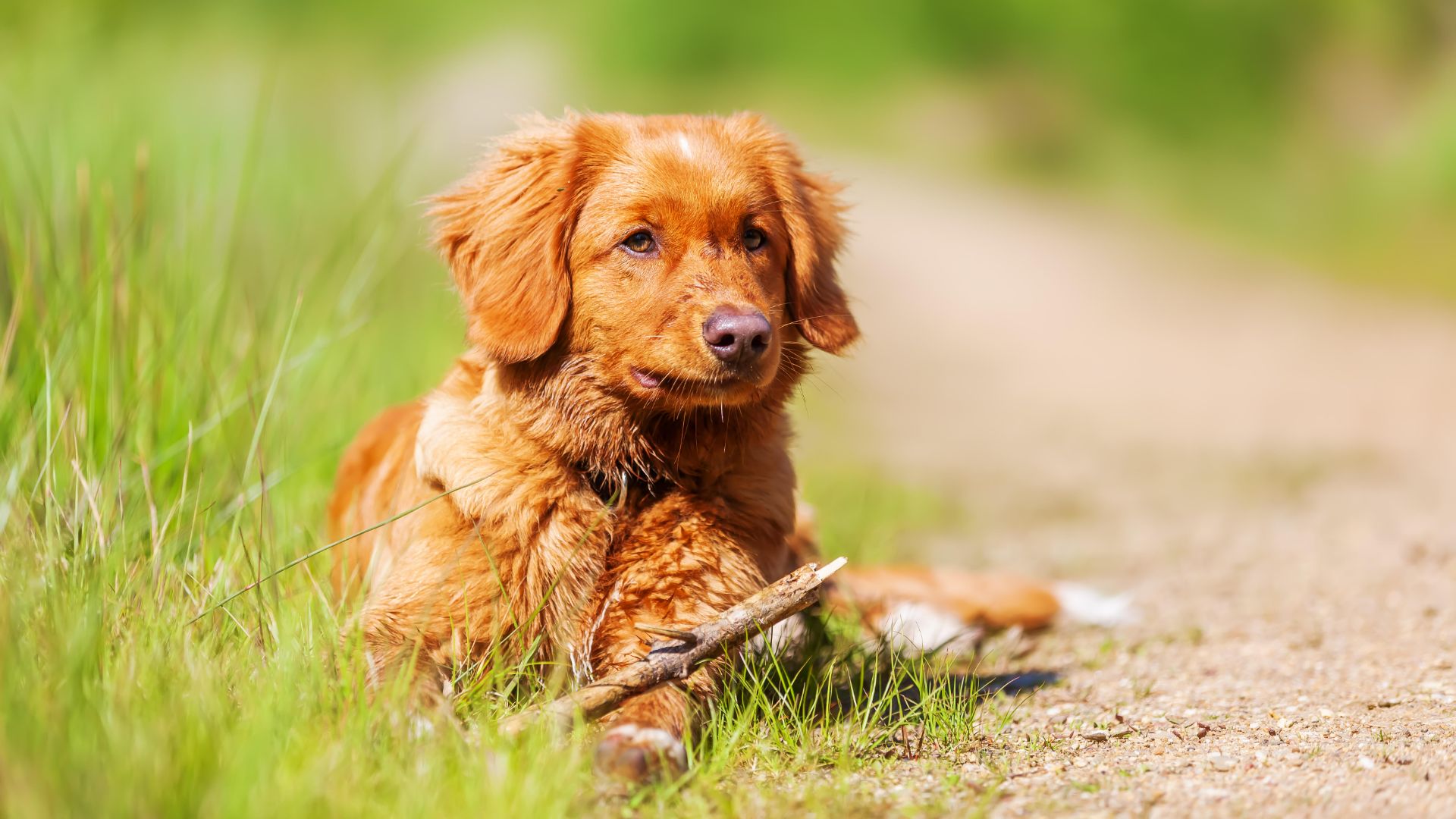 Nova Scotia Duck Tolling Retriever lying down