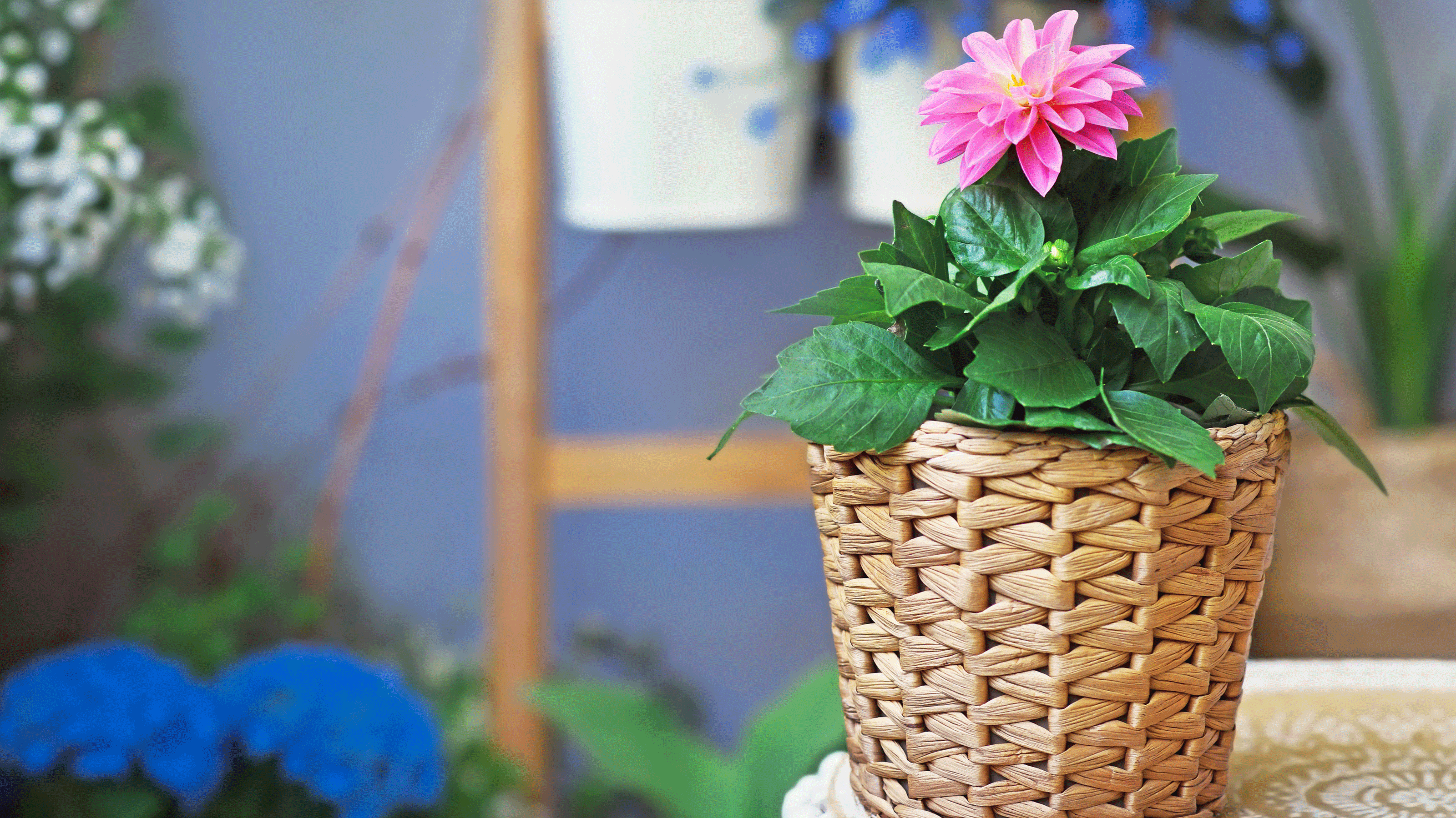 Dahlia in container 