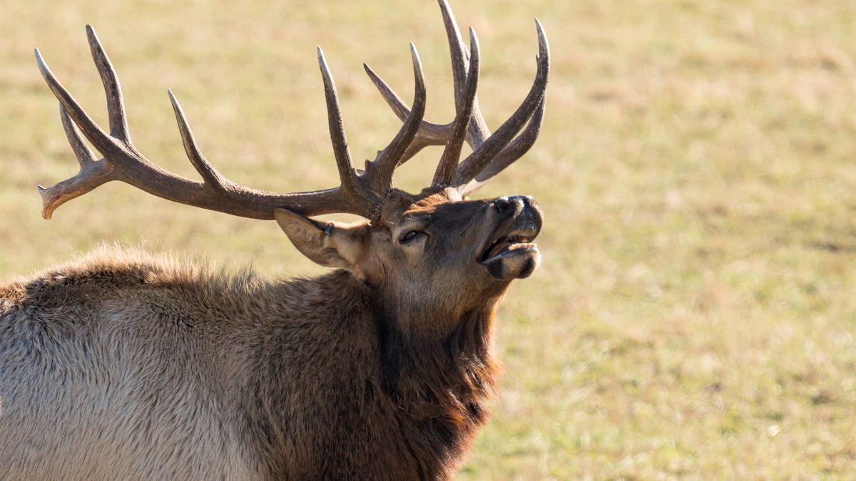 Clueless tourist tries to get elk's attention by yelling – it works a little too well